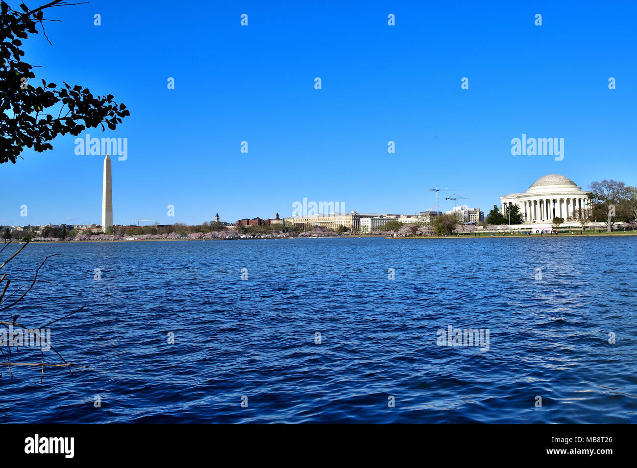 washington and cherry tree hires stock photography and images