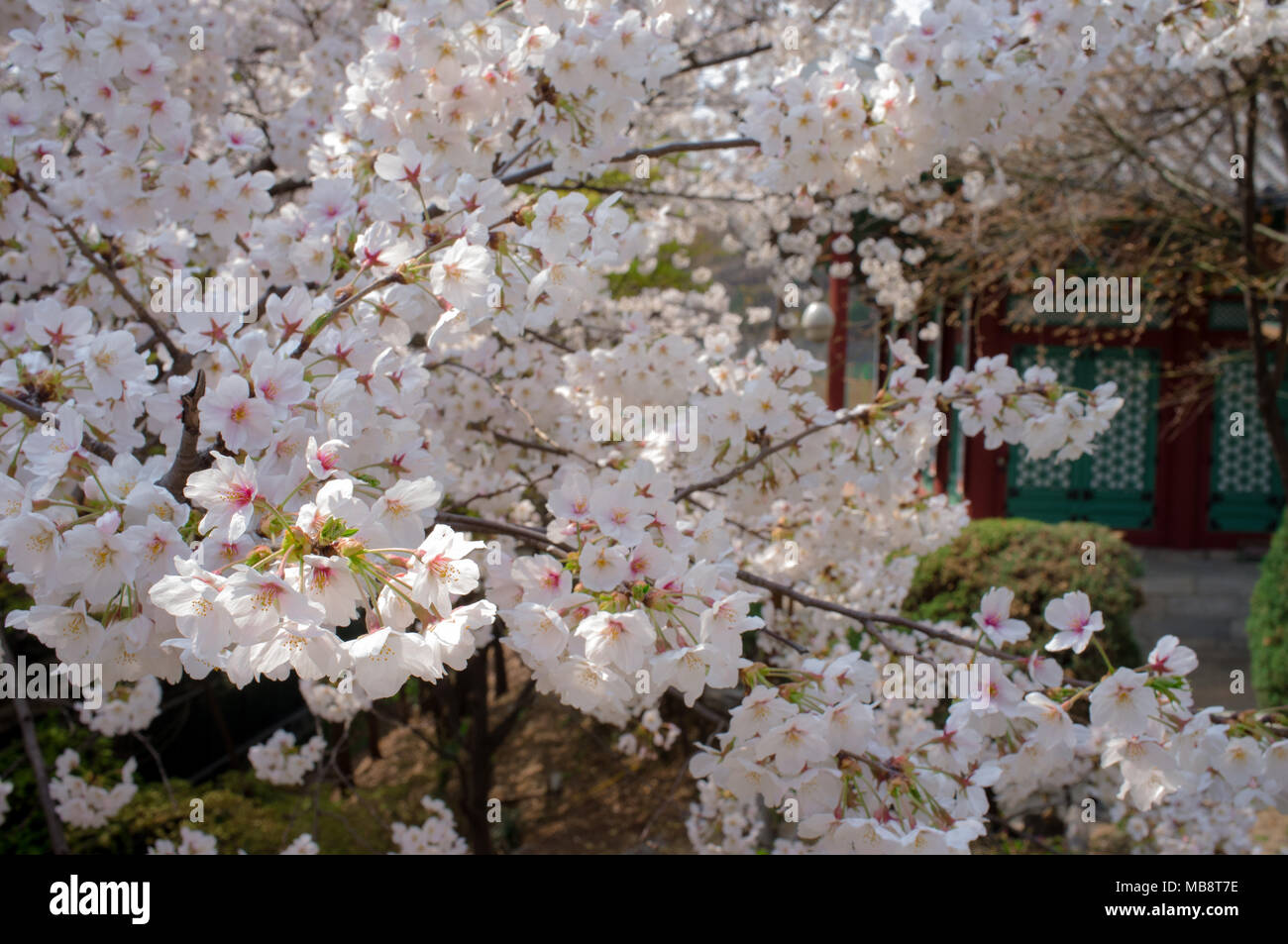 Cherry blossoms in bloom in the garden of a buddhist temple at Dongguk University in Seoul, South Korea. Stock Photo