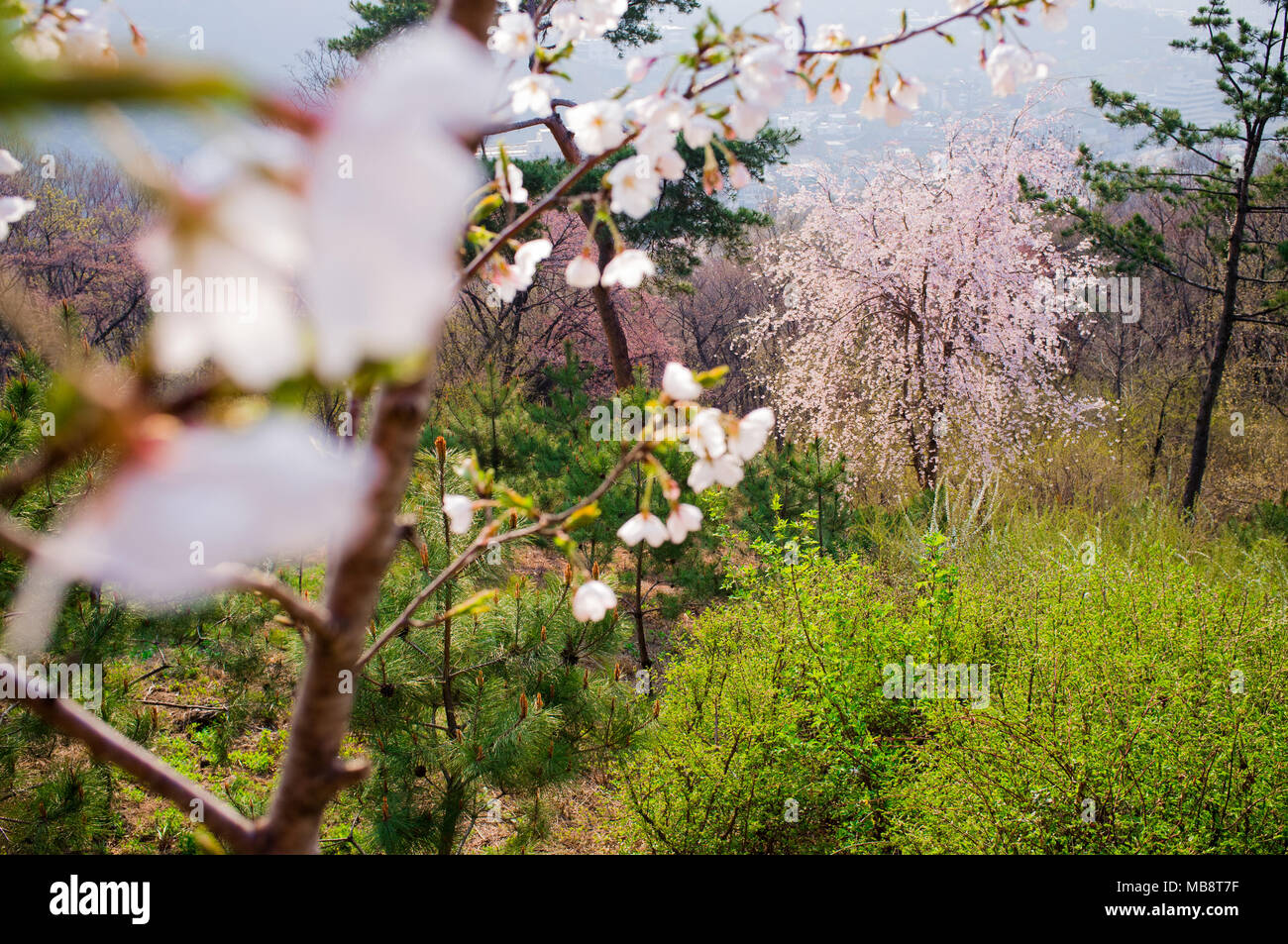 Forsythia and cherry blossoms in bloom in Spring in Namsan Forest Park in Seoul, South Korea. Stock Photo