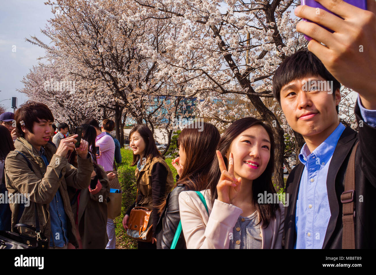 Young couples take selfies together at the Cherry Blossom festival in Yeouido district in Seoul, celebrating the blooming of the flowers in Spring. Stock Photo