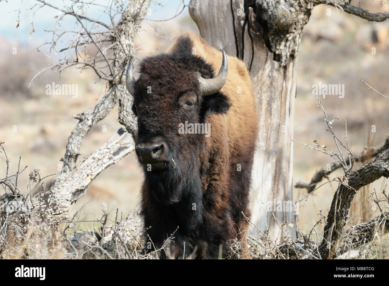 Buffalo is standing in thick brush. Stock Photo