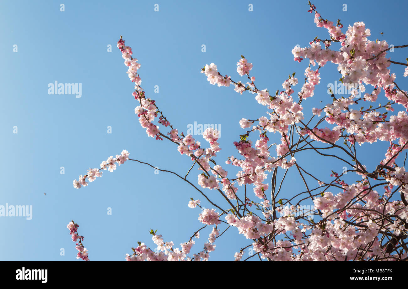 Cherry tree blossom flower on branches against deep blue sky Stock Photo