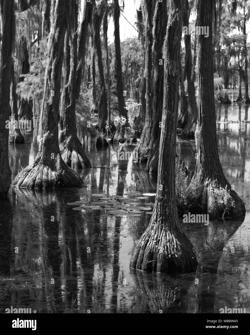black and white photo of trees in the swamp Stock Photo