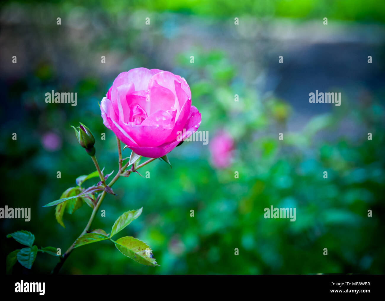 a-red-rose-like-flower-against-a-green-field-stock-photo-alamy