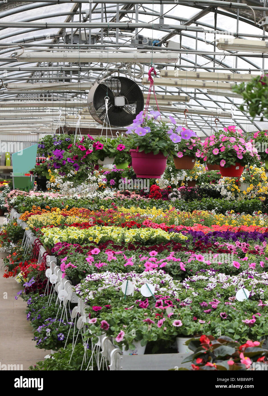 interior of a greenhouse in spring with flowering plants for sale Stock ...