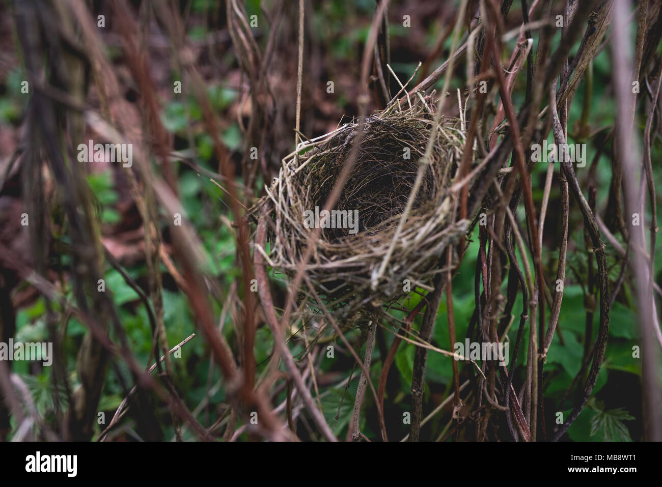 Small bird nest hidden in shrubbery Stock Photo Alamy