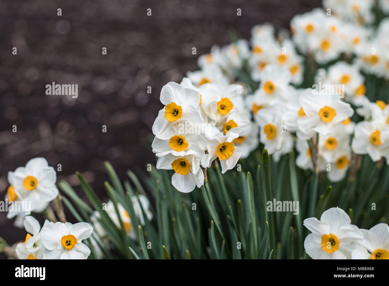 White Japanese Narcissus Stock Photo