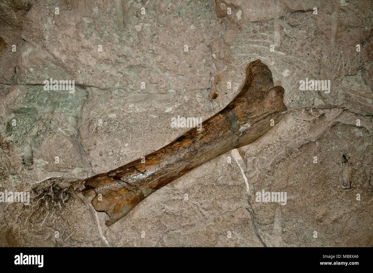 Hollow dinosaur bone fossil from the Upper Jurassic Morrison Formation on display in the Quarry Exhibit Hall in Dinosaur National Monument, Utah Stock Photo