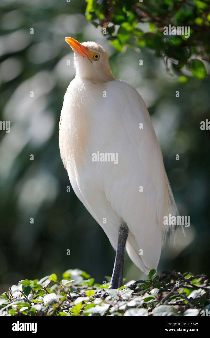 Close-up of the white colour bird at Park, Kuala Lumpur, Malaysia Stock ...