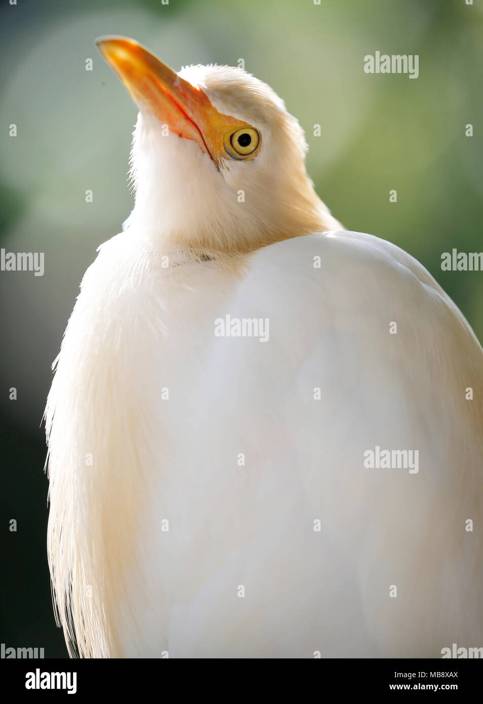 Close-up of the white colour bird at Park, Kuala Lumpur, Malaysia Stock ...