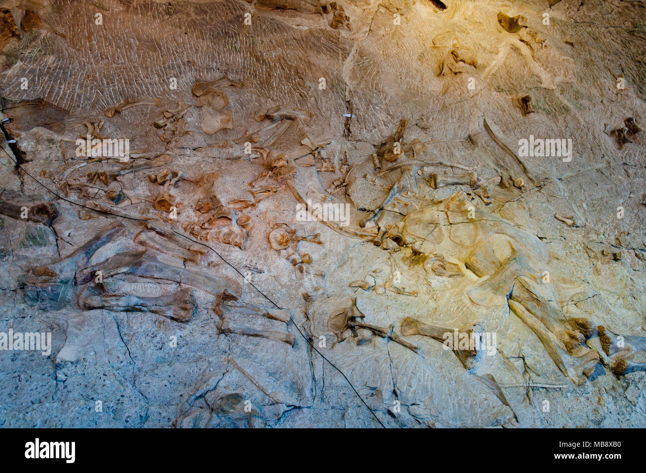 Miscellaneous dinosaur bones from the Upper Jurassis Morrison Formation on display in the Quarry Exhibit Hall in Dinosaur National Monument, Utah Stock Photo