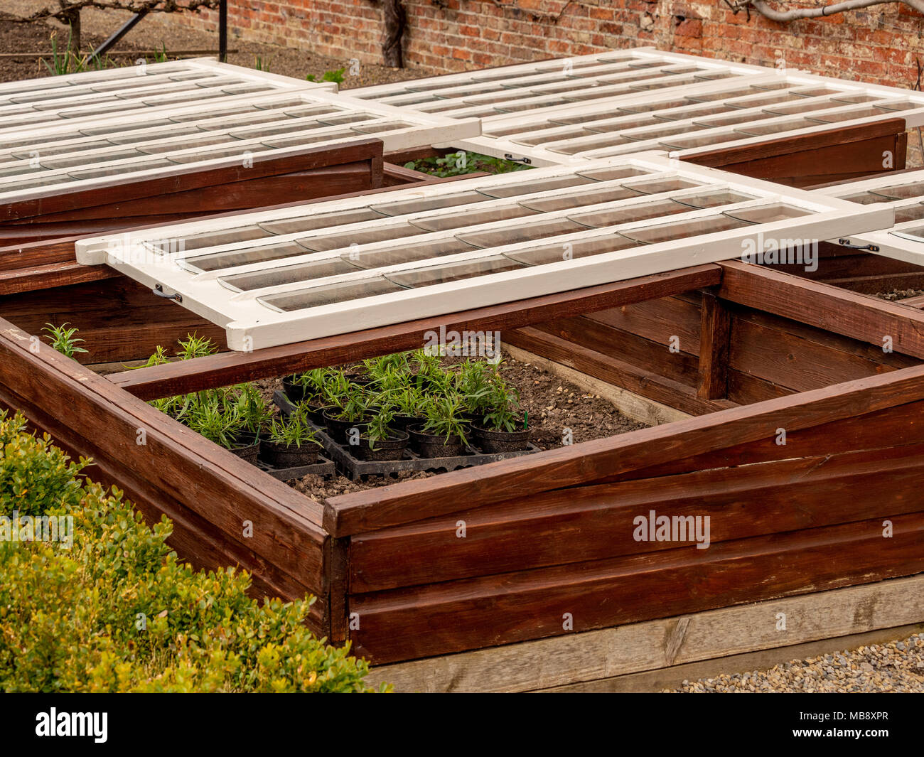 Wooden traditional style cold frame to protect tender plants from frost Stock Photo