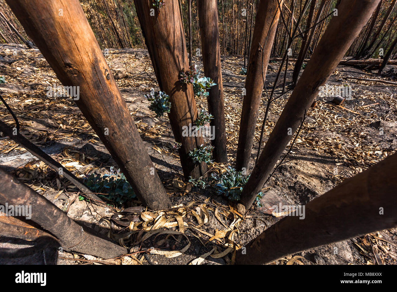 Eucalyptus forest fire hires stock photography and images Alamy