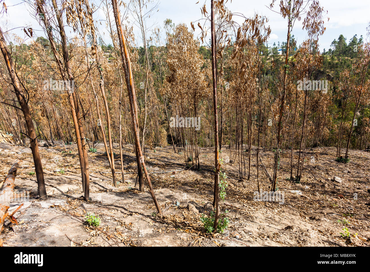 Eucalyptus forest sprouting, after a fire Stock Photo Alamy