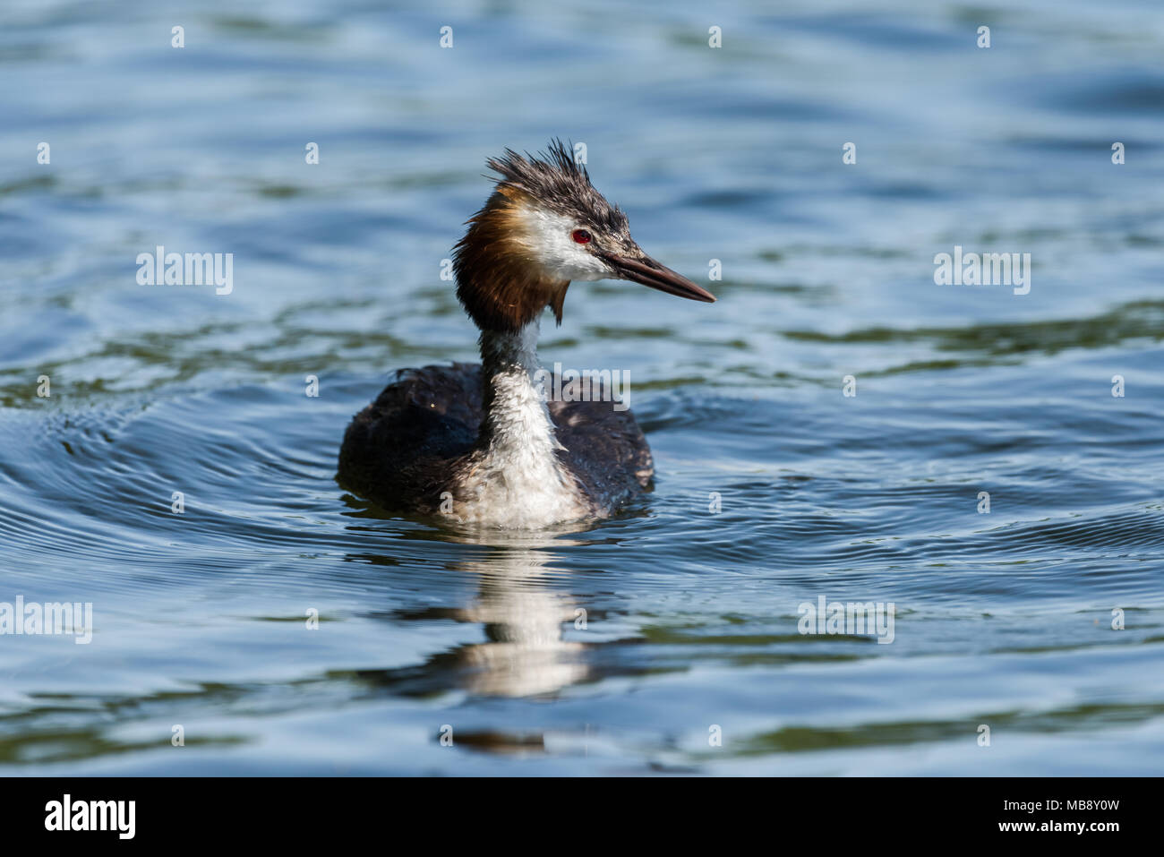 A great crested grebe (podiceps cristatus) is swimming on the water surface, looking interested and still wet from the last dive. Stock Photo