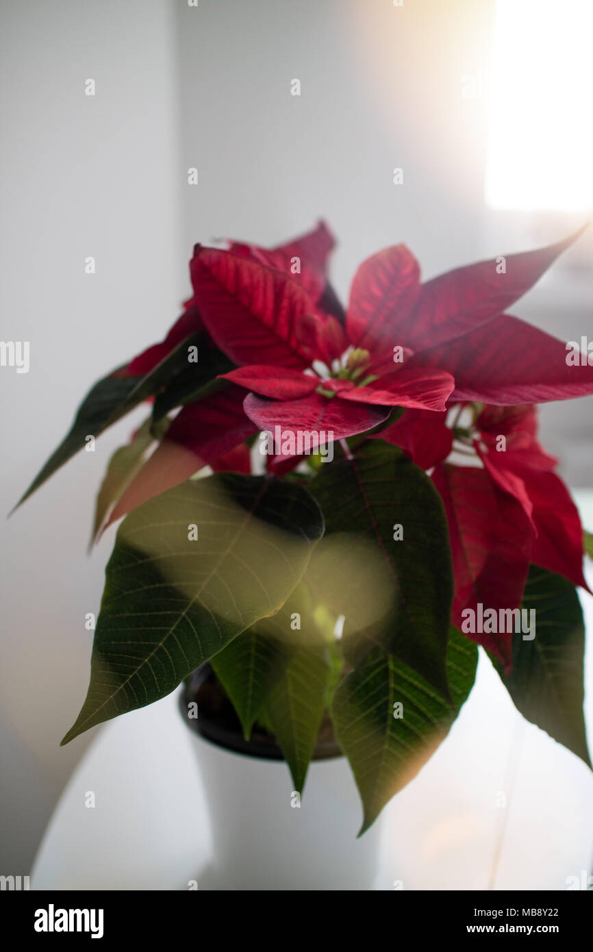 Beautiful red poinsettia on light background. Stock Photo
