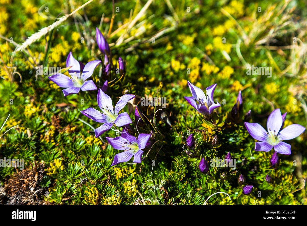 Ecuador flower andes mountain hi-res stock photography and images - Alamy