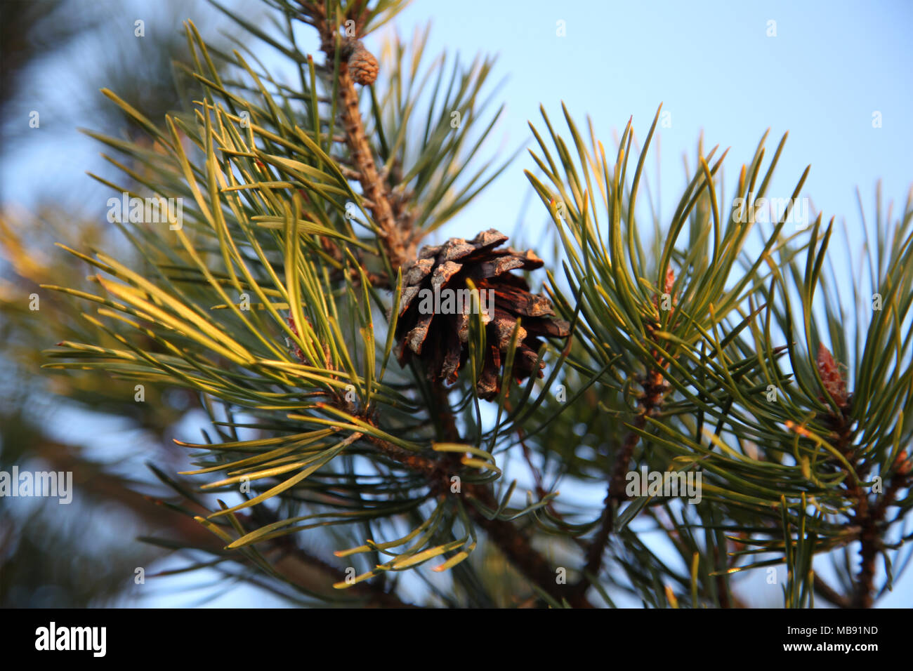 Ruissalo Island Pine cone Finland Stock Photo