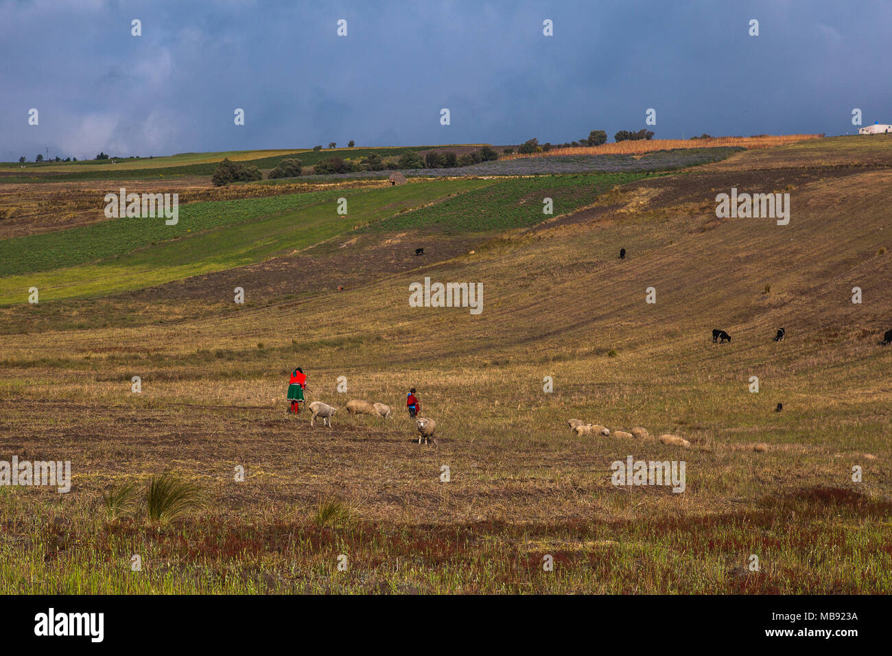 Indigenous and sheep in fields in the Ecuadorian sierra Stock Photo