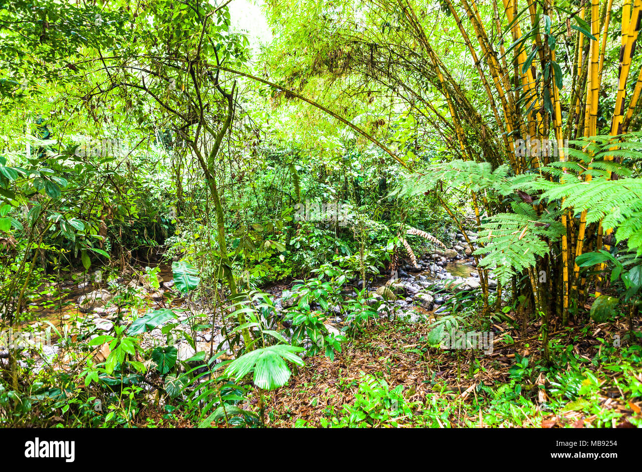 Stream of pure and crystalline water in the Ecuadorian jungle Stock Photo