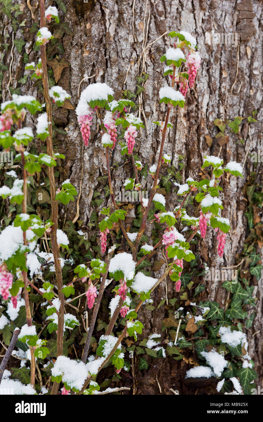 Spring snow in a suburban garden coting flowering currant shrub Stock Photo