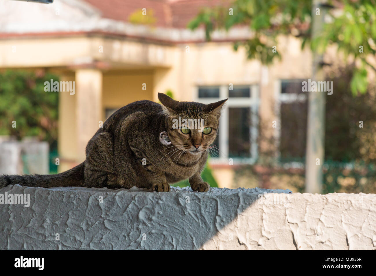 Mackerel tabby cat hires stock photography and images Alamy
