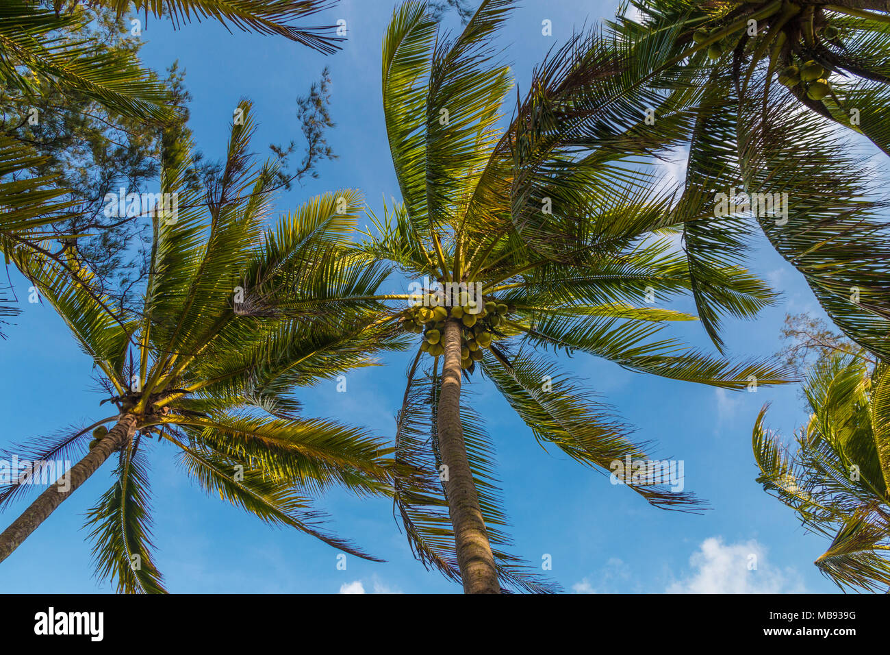 Coconut palms swaying in the warm, tropical climate of Terengganu, the eastern coast of Peninsular Malaysia. Stock Photo