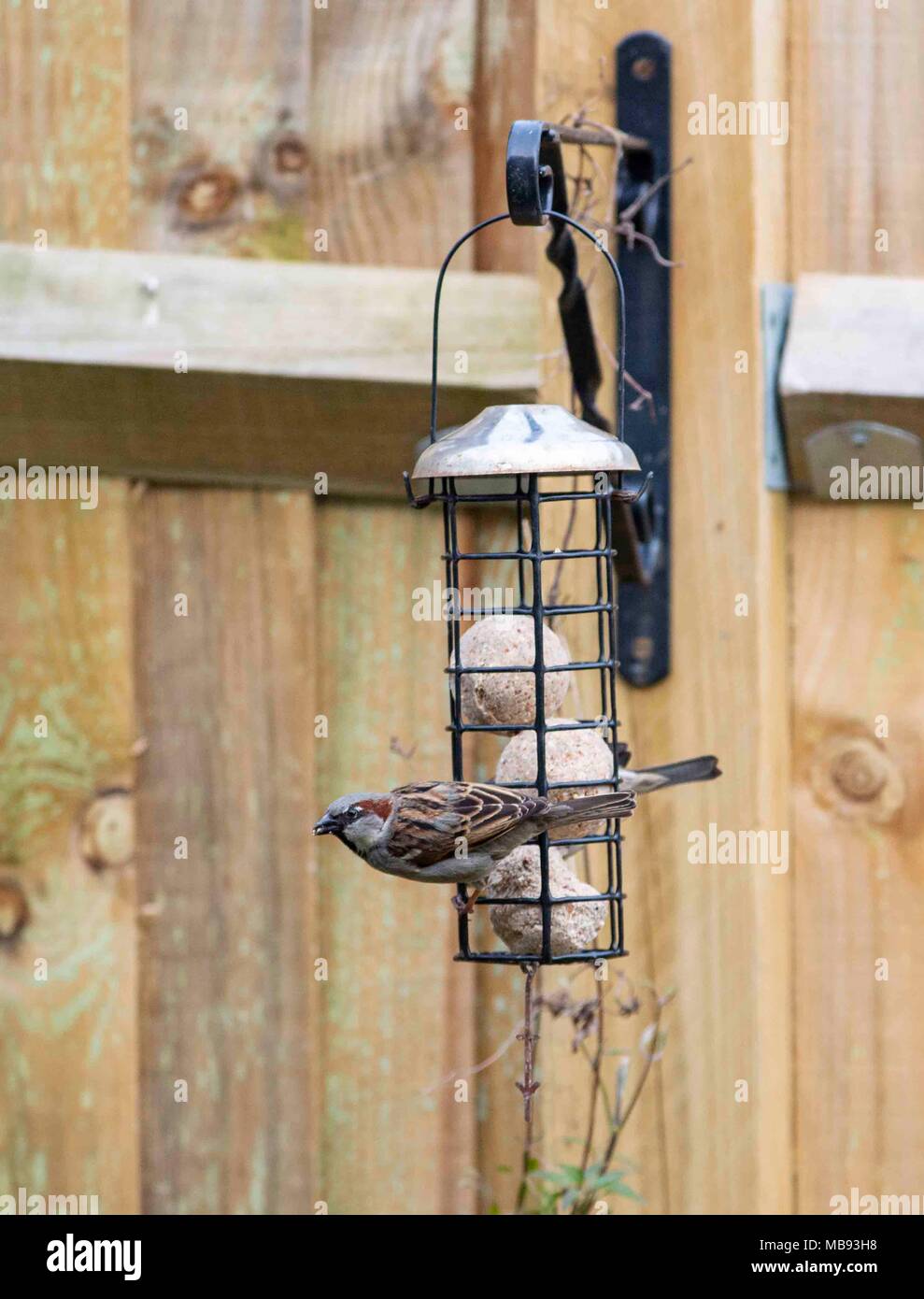 House Sparrow Passer Domesticus On A Garden Bird Feeder Uk Stock