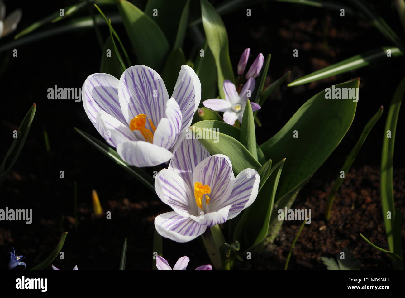 focus on the crocus flower Stock Photo