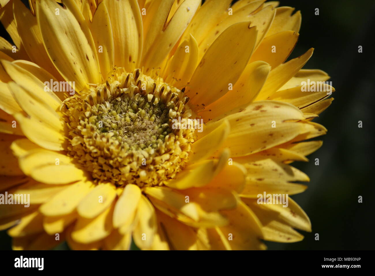 Focus on  yellow Gerbera flower Stock Photo