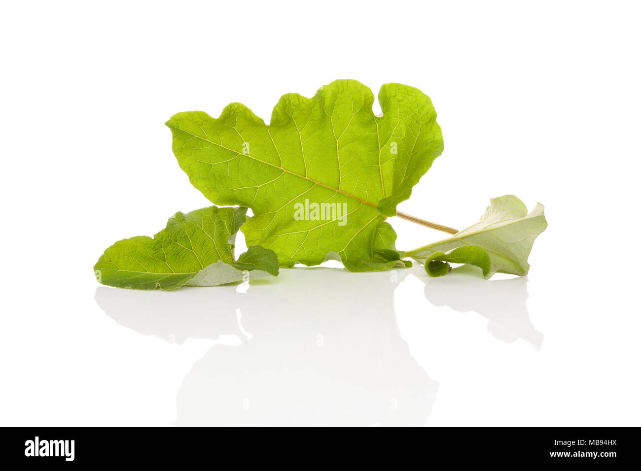 Healthy Greater Burdock leaves isolated on white background. Alternative herbal medicine. Stock Photo