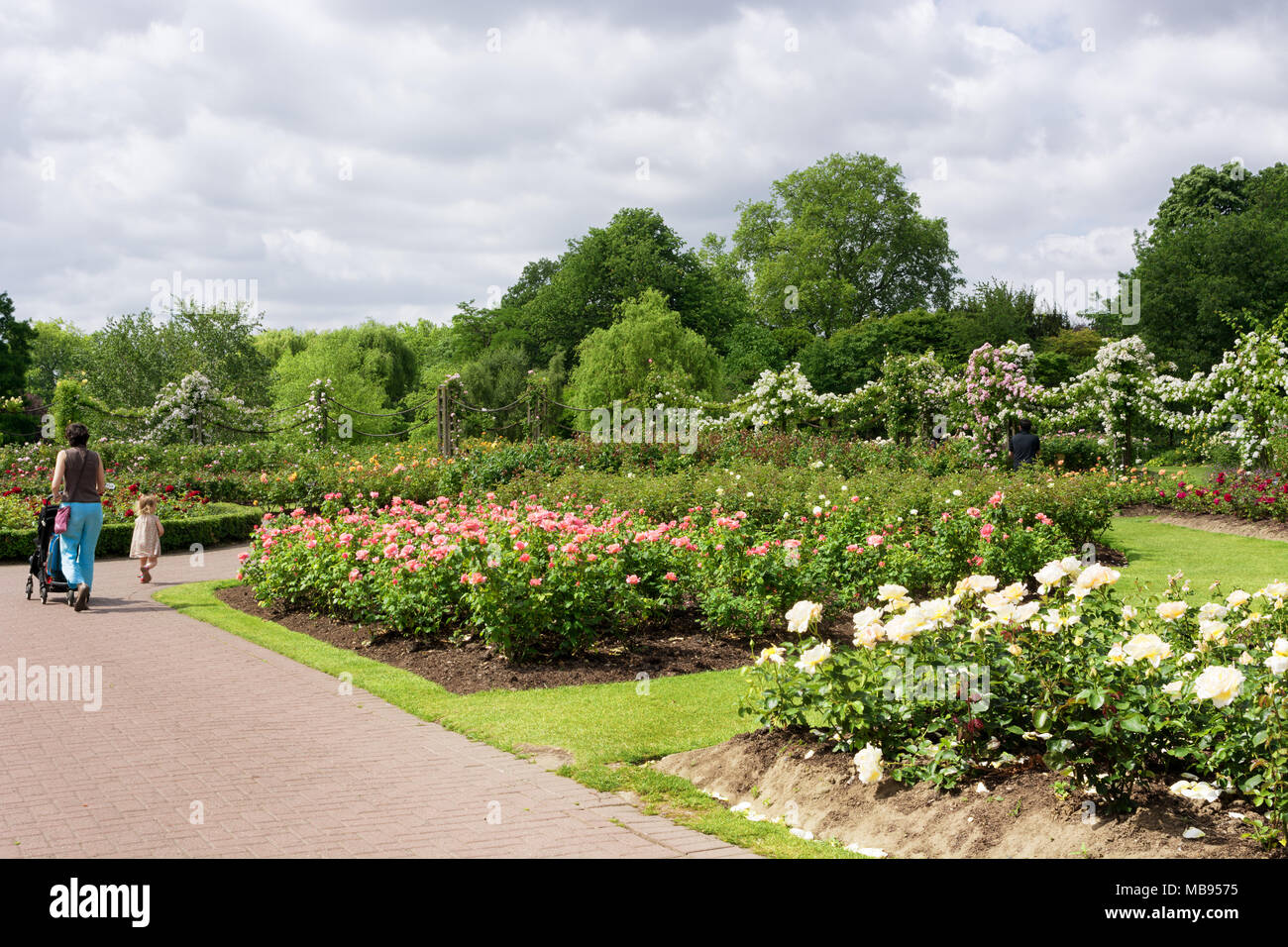 Mother and young child enjoying a warm summer day in rose garden in ...