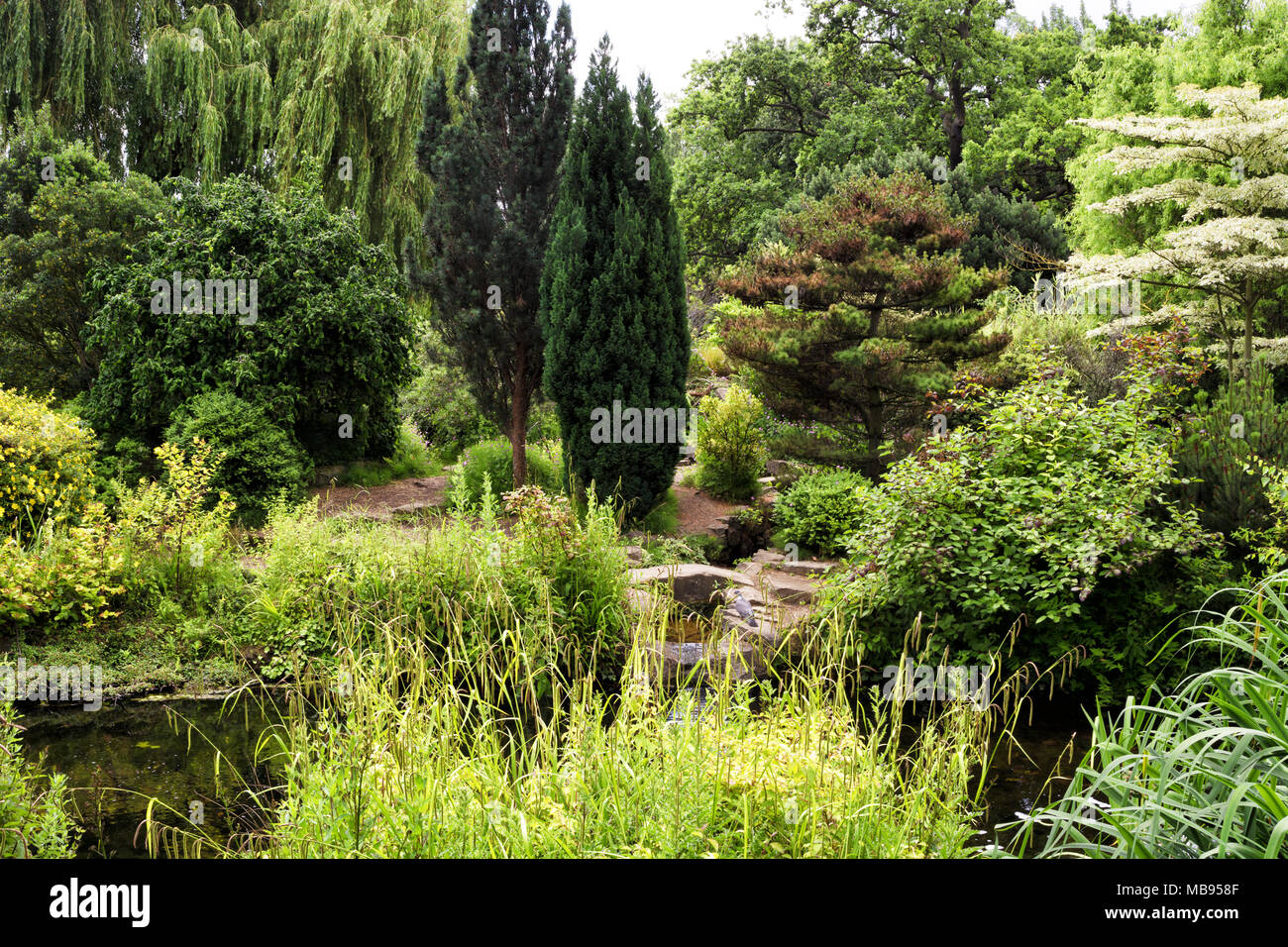 Plants and trees by the pond in Regent Park in London, UK Stock Photo