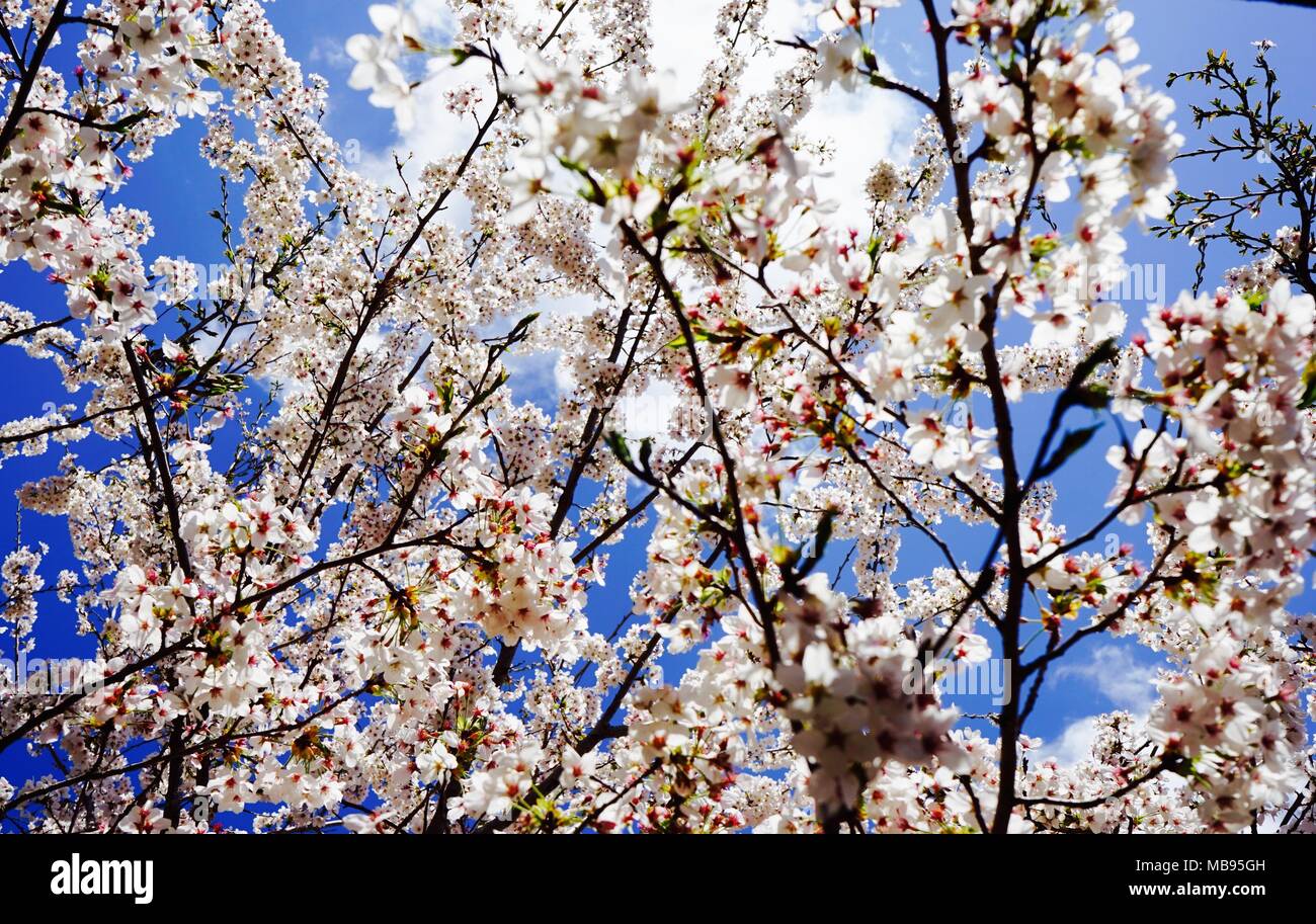 Cherry Blossoms Under Sunlight Stock Photo Alamy