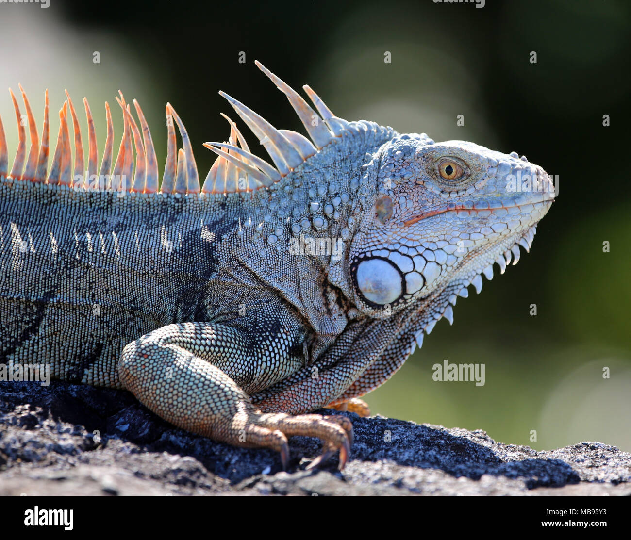 iguana with black and white textured skin, golden eye and reddish spines Stock Photo