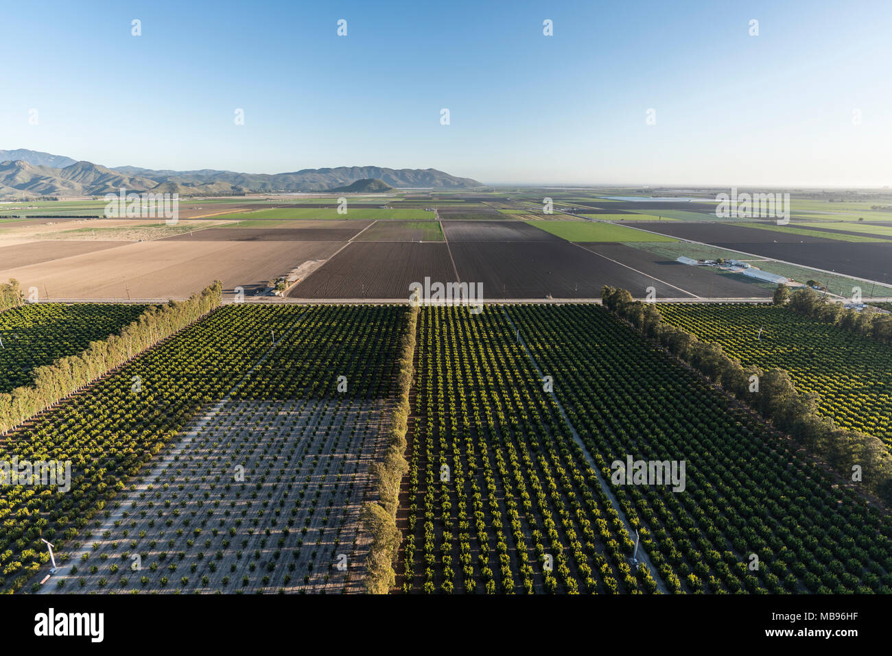 Aerial view of citrus orchards and coastal farm fields near Camarillo in Ventura County, California. Stock Photo