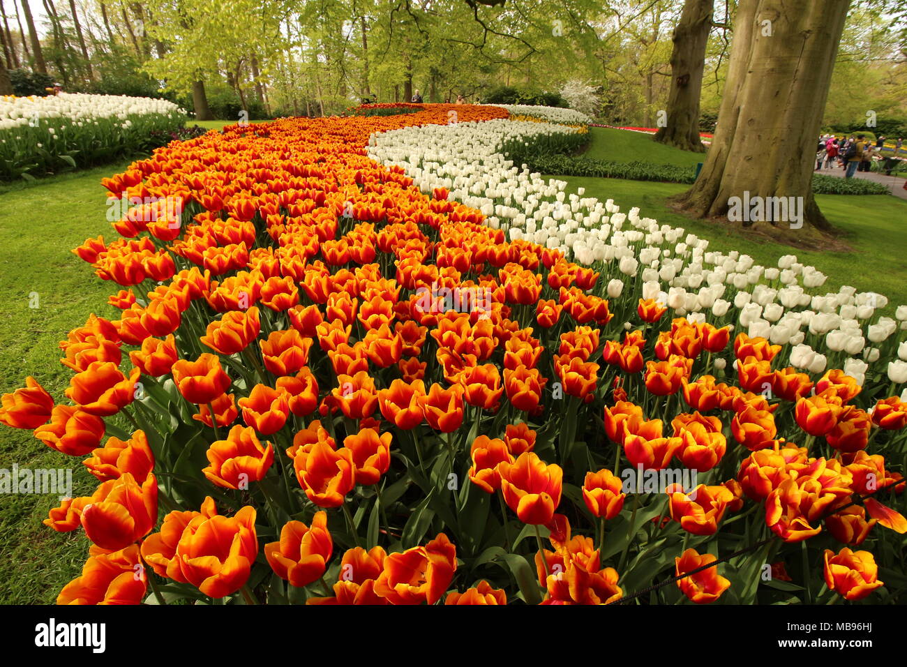 Tulip garden in Keukenhof, Netherlands Stock Photo