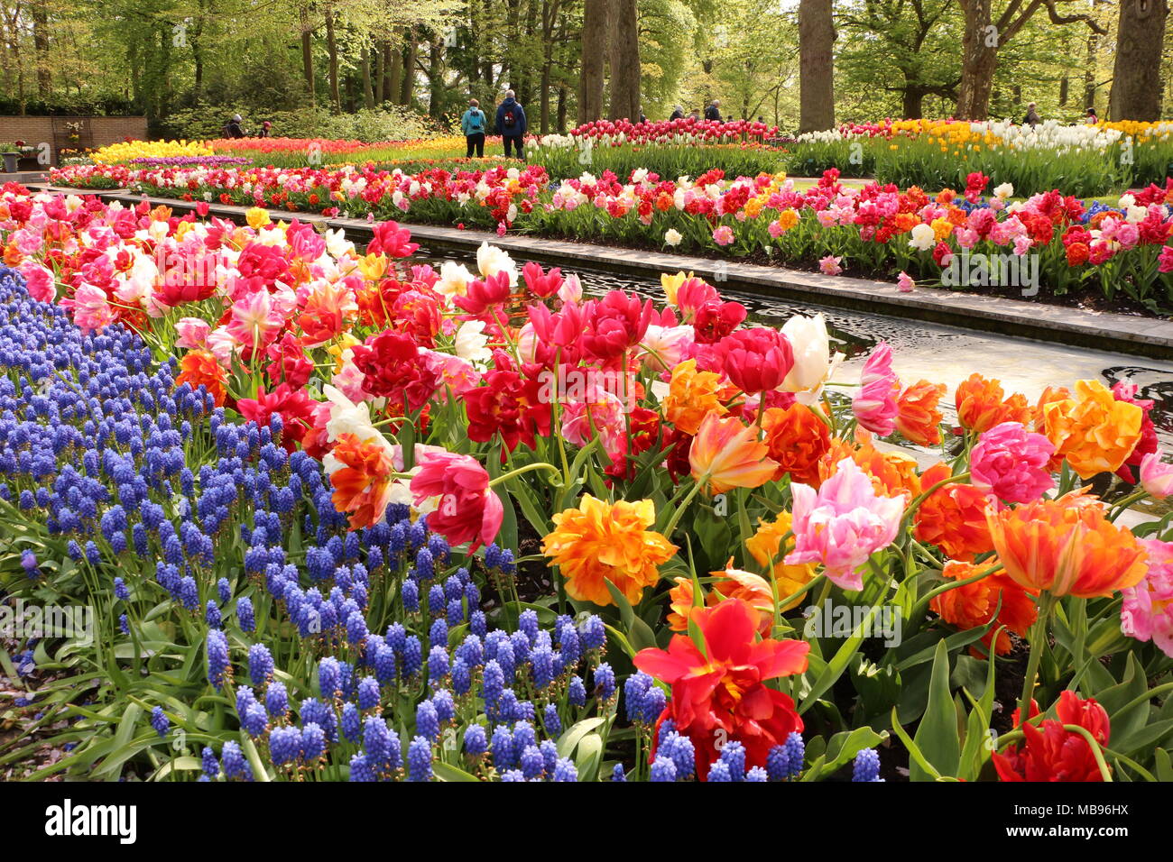 Tulip garden in Keukenhof, Netherlands Stock Photo