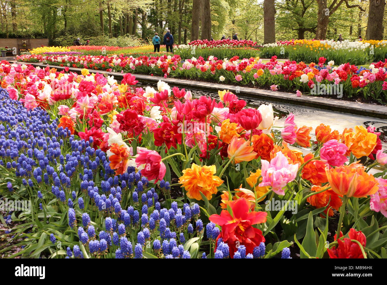 Tulip garden in Keukenhof, Netherlands Stock Photo Alamy