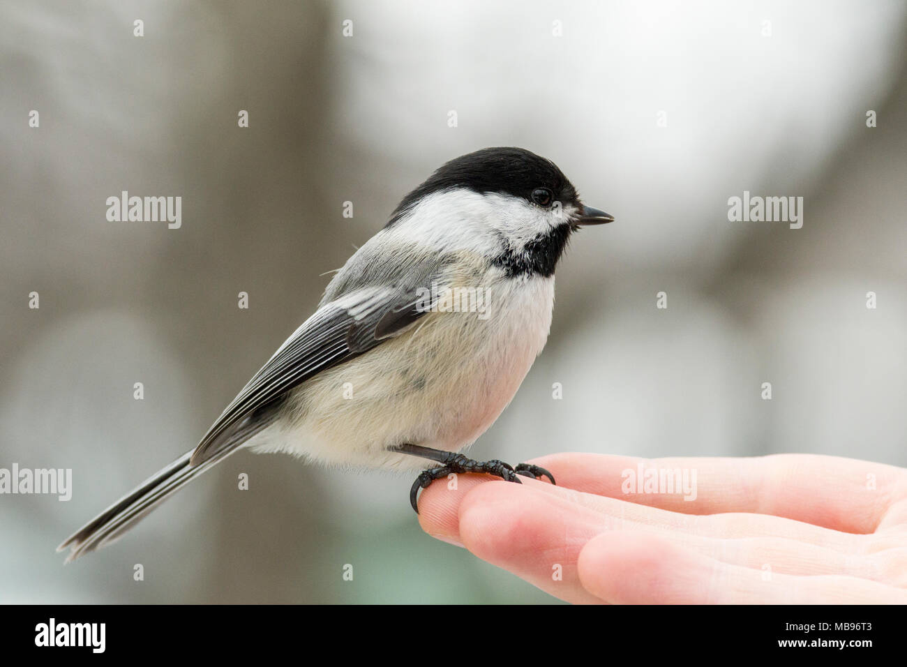 Black-capped chickadee (Poecile atricapillus) perched on hand expecting food Stock Photo