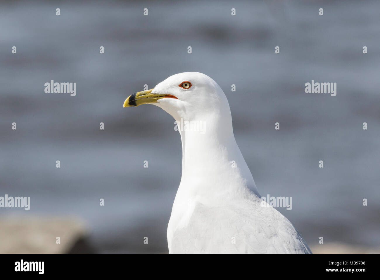 Ring-billed gull (Larus delawarensis) in front of water Stock Photo