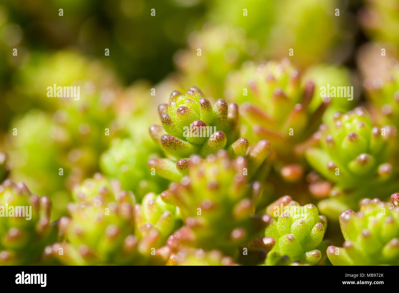 Macro close up of Sedum sp. succulents growing on rocks Stock Photo