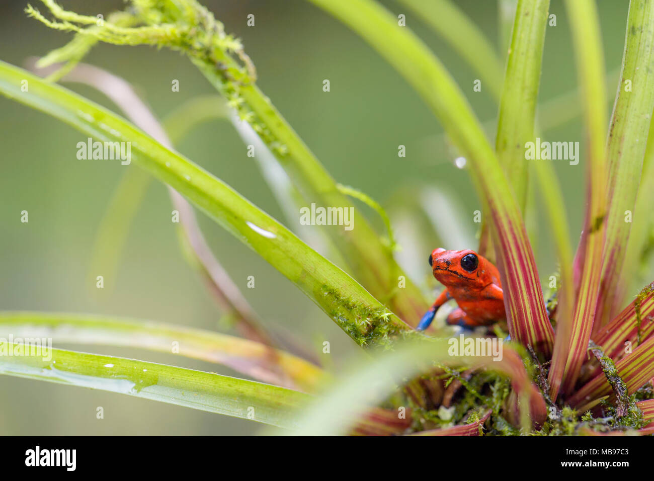 Red Poison Dart Frog Oophaga pumilio, beautiful red blue legged frog