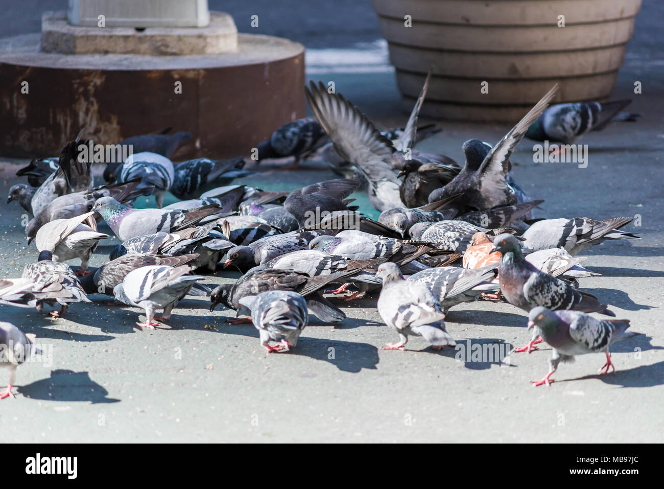 Pigeons flying building new york hires stock photography and images