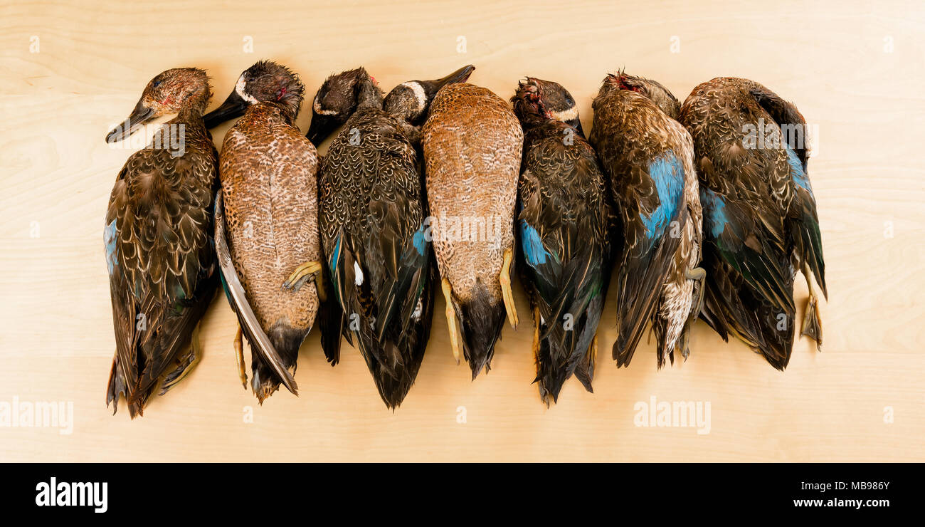 Dead ducks killed on hunting season as recreational pursuit for wild game meat Stock Photo