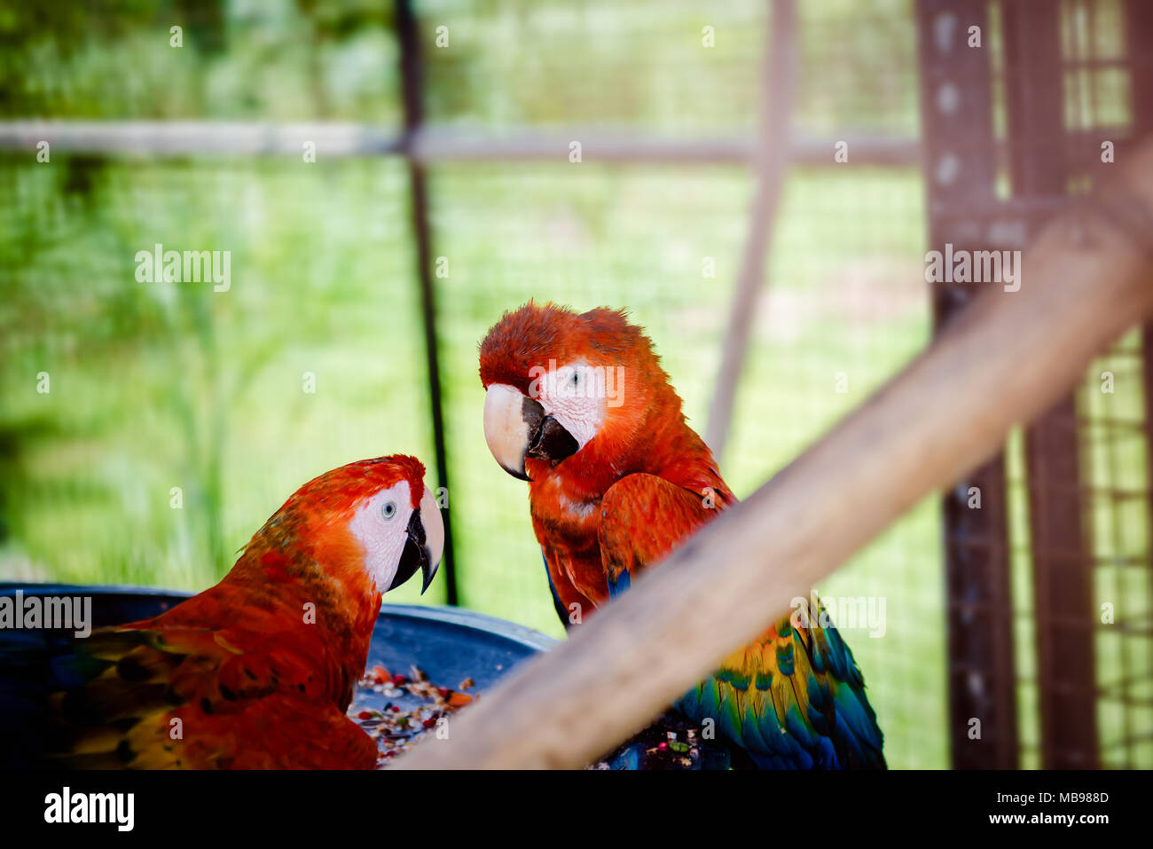 Image showcasing Scarlet Macaw for Sale | Hand-Fed Babies | Best Brices