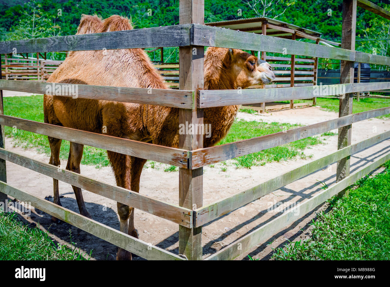 Two humps camel in its pen petting farm zoo outdoors captive animal domesticated brown fluffy Stock Photo