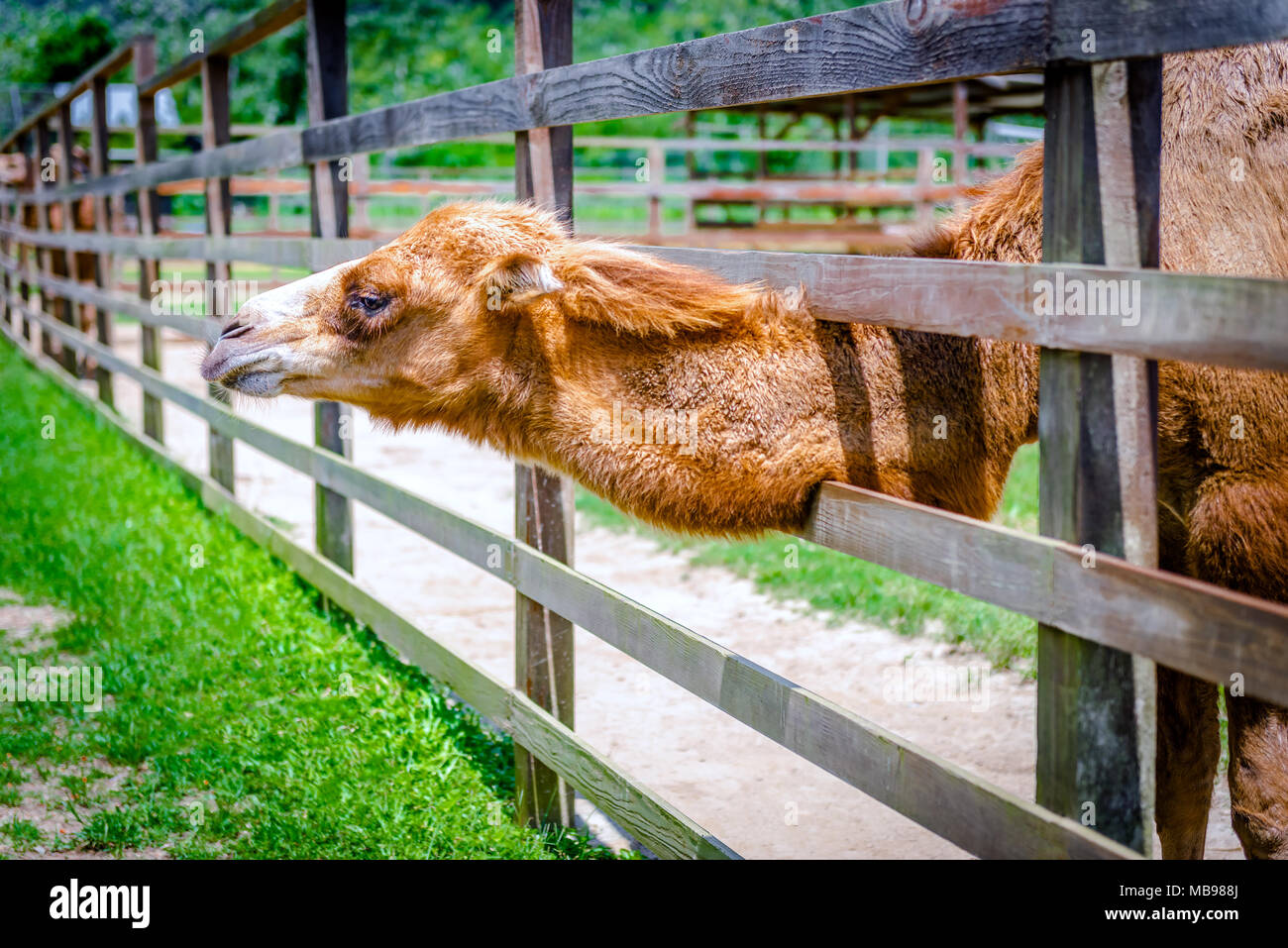 Two humps camel in its pen petting farm zoo outdoors captive animal