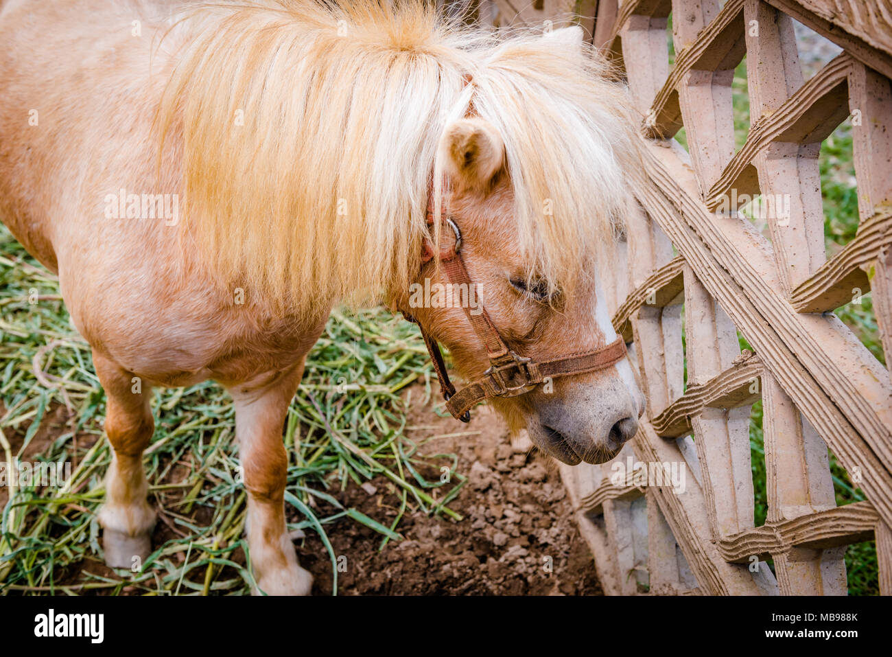 Pony by the fence at petting zoo safari lonely and sad look. Stock Photo