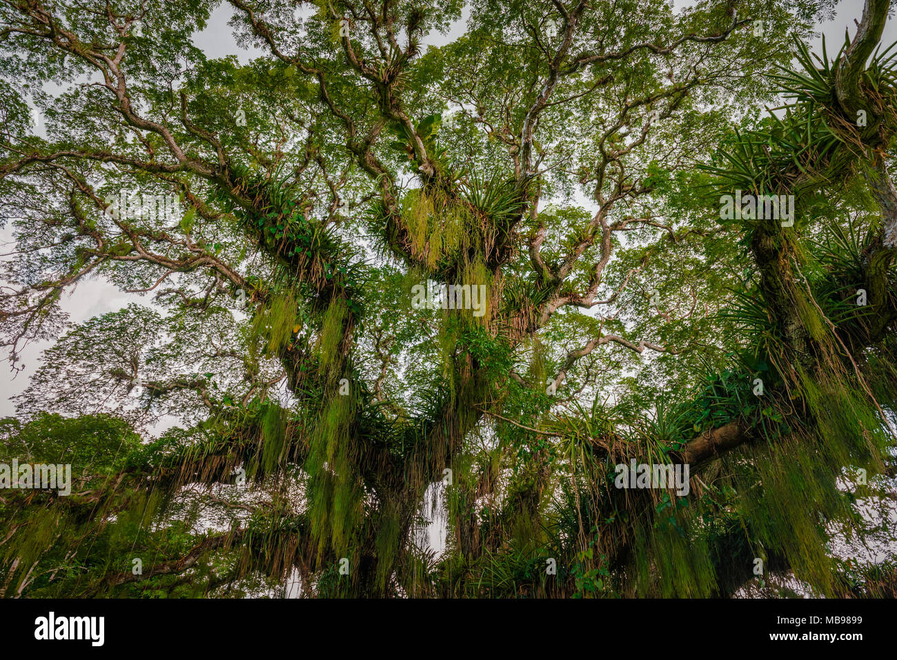 Huge broad tropical forest tree viewed from below Caribbean Trinidad and Tobago Stock Photo